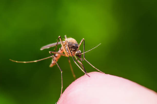 Những bệnh truyền nhiễm từ muỗi và bọ ve cũng là những bệnh thường gặp ở trẻ